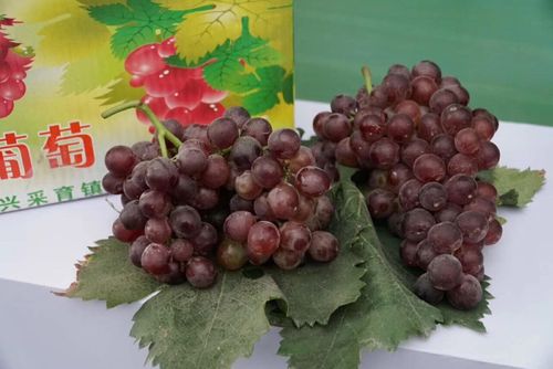 北京大兴采育韩营老王葡萄采摘园