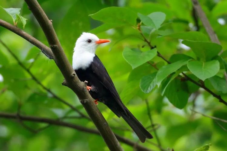 浙江省野生动植物保护宣传月,一起走进衢江鸟类世界