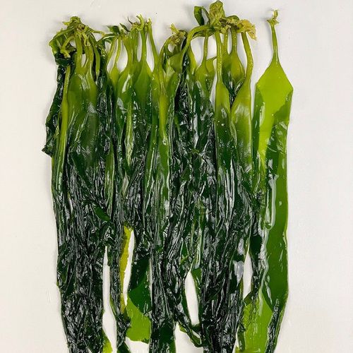 海带苗嫩特级霞浦干货压缩嫩芽小海新鲜火锅海带