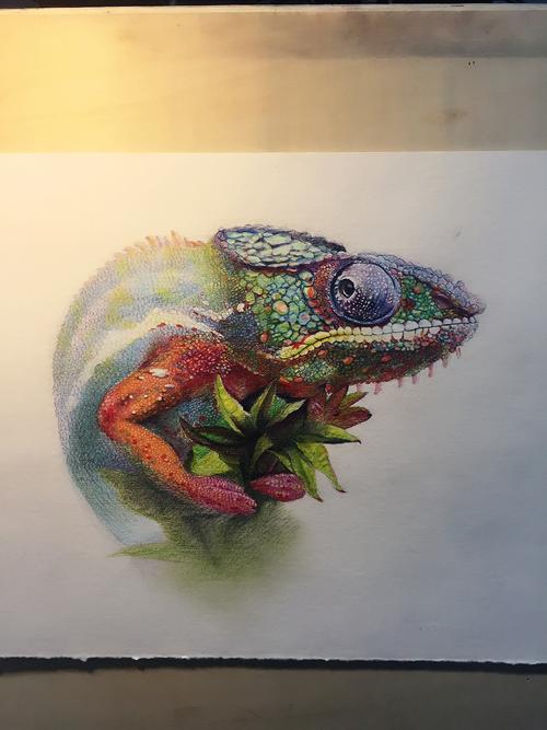 变色龙 水溶彩铅步骤图~~~|插画|商业插画|丶摩尛卡