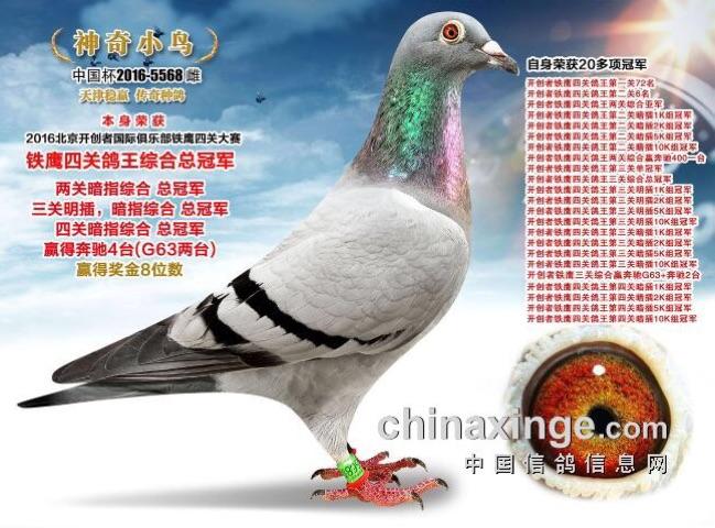 "山西洪剑"李贵平,开创"神奇小鸽"种鸽精选