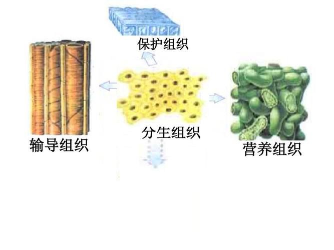 保护组织 输导组织 分生组织 营养组织 分生组织