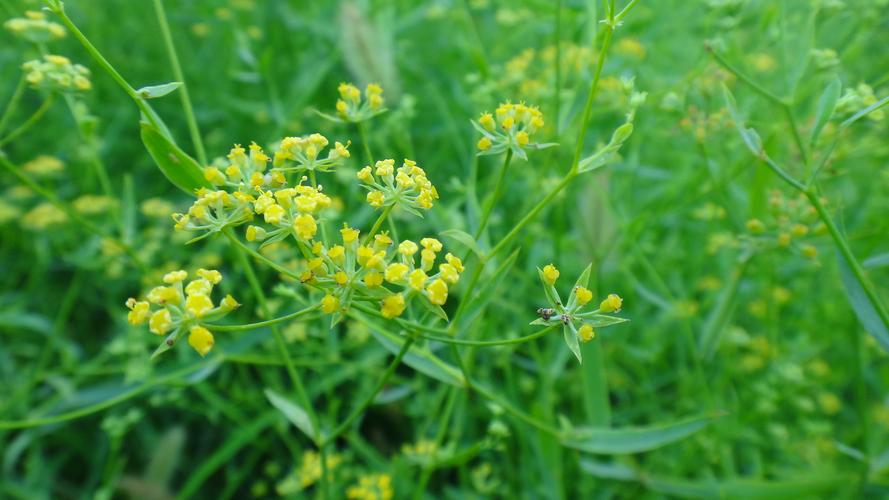 柴胡-原植物药名:柴胡 汉语拼音:chái hú 别名:茈胡,地薰《神农