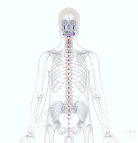 《 十四经络动态图 》