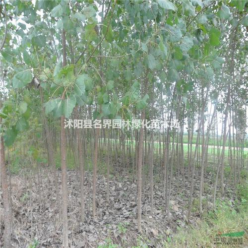 基地直销杨树苗