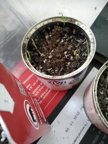 【日记】我种在罐头壳里的猫草终于发芽了!