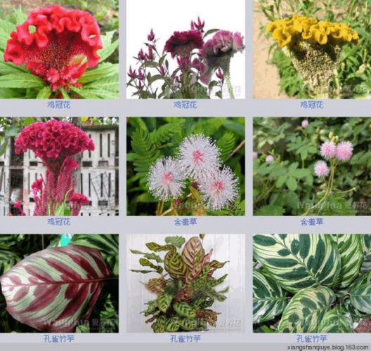 各种花卉名称图片大全