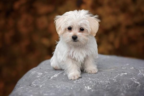 马尔济斯犬多少钱一只为什么说马尔济斯犬太难养了