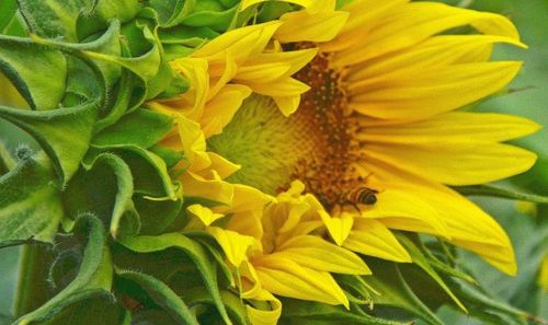 向日葵还是乌克兰国家的国花