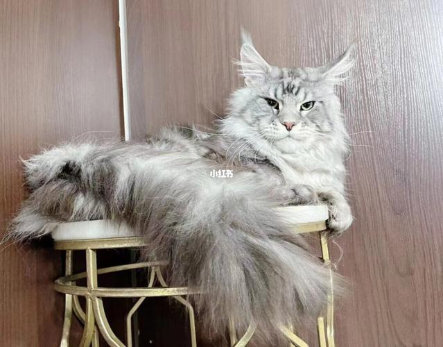 银虎斑缅因猫|超大型布娃娃_糖猫怎么样_缅因库恩猫_宠物_猫