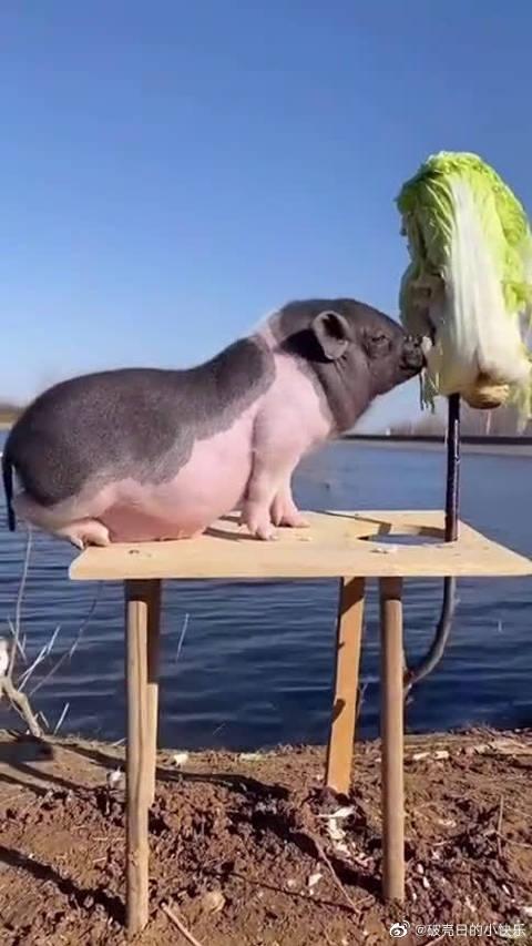 什么叫好白菜都让猪给拱了,眼前这一幕,就是活生生的例子!