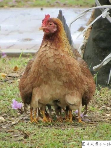 农村自家散养的母鸡孵化小鸡是多少天?孵化小鸭又是多久?鹅蛋呢?