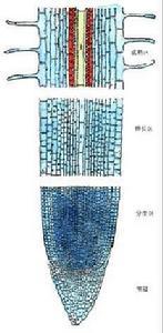 分裂最旺盛的顶端分生组织,属于原分生组织这些分生区细胞不断分裂