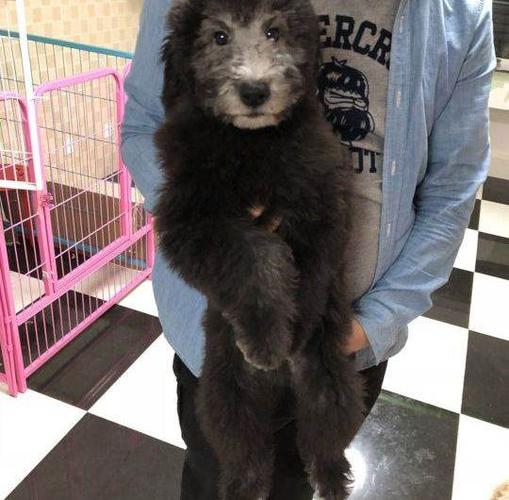 灰色巨贵宝宝出售