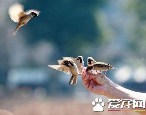 怎么训练鸟飞到主人手上 必须从幼鸟开始练习.