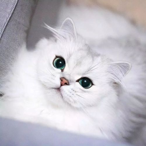 世界七大贵族猫排行榜,哪个是你的最爱呢