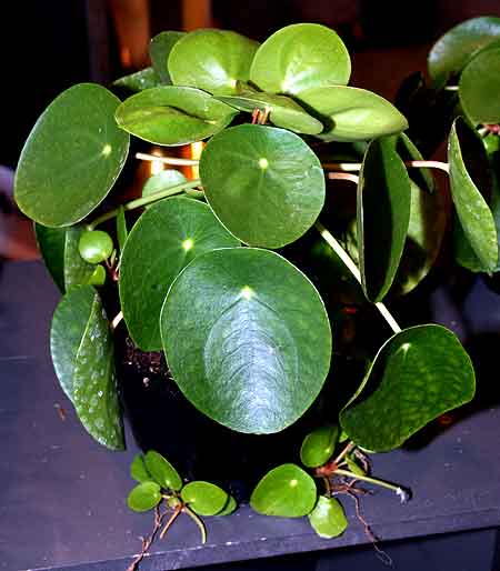 如果叶子像圆形,没有红黄色边,就是镜面草.