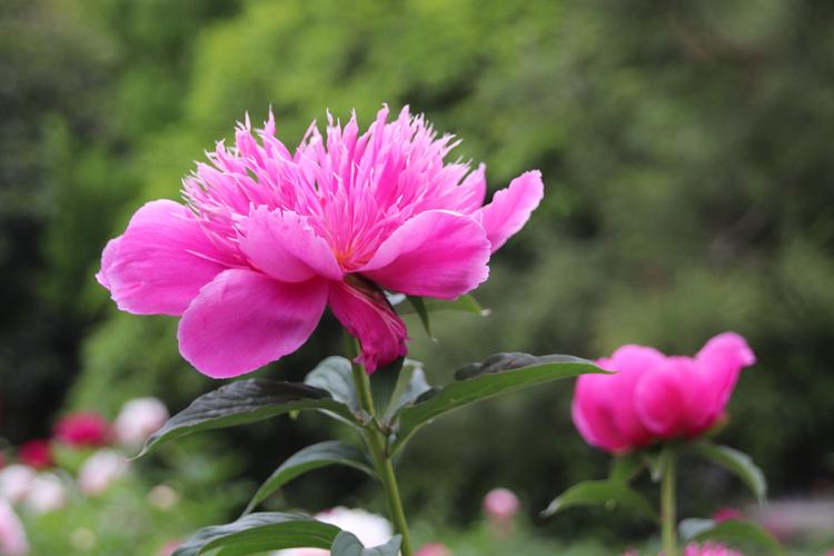 芍药～扬州市花