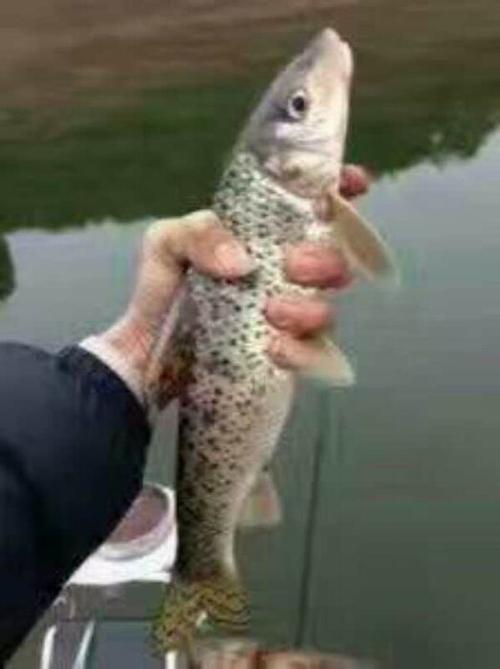 湖州太湖花骨鱼供应商#湖州太湖花骨鱼批发