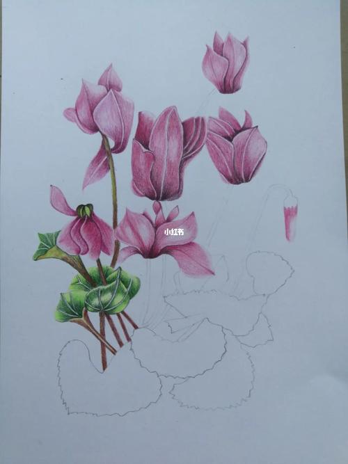 我的彩铅画——仙客来_彩铅画_临摹_兴趣爱好_绘画