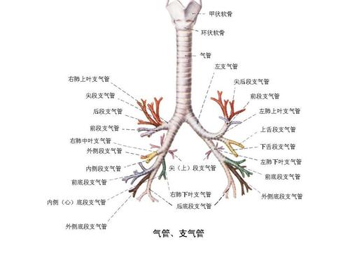 支气管树