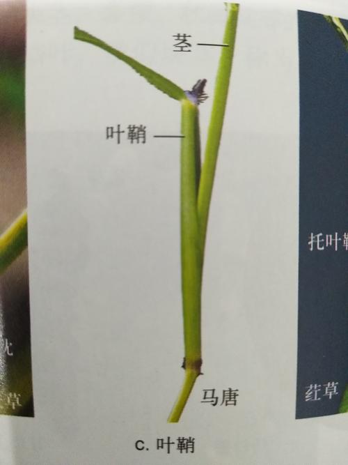 禾本科植物的叶基部扩大成叶鞘,围裹着茎秆,既保护幼芽和居间生长又