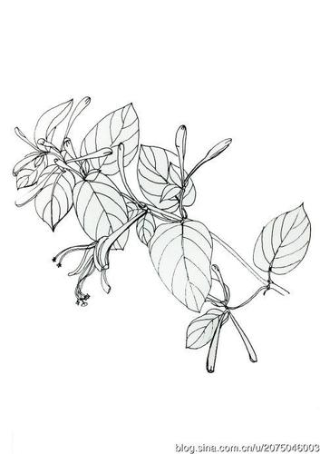 金银花手绘简笔画