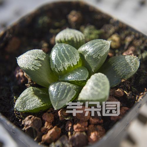 高端多肉植室内月影寿克里克特毛玉露阿寒湖十二卷属特价含盆透明