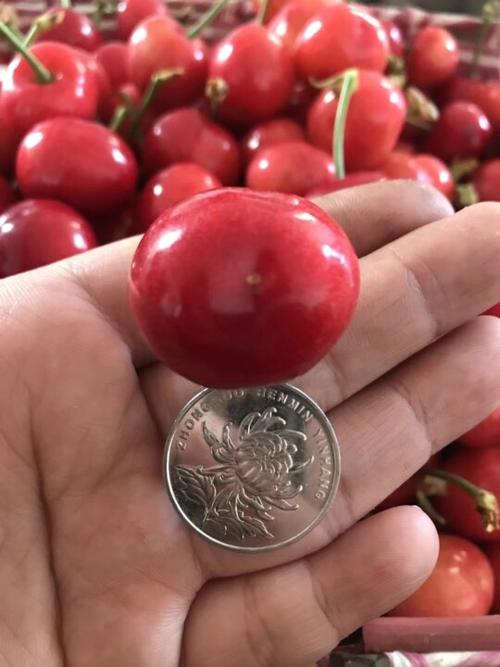 蜜露大樱桃品种介绍