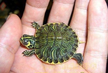 请指教,巴西龟(此指巴西斑彩龟)和美国密西西比红耳龟