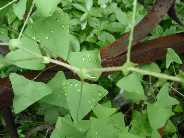 农村一种常见野草,蛇见到就跑,是治蛇伤良药,农村娃喜欢吃果子