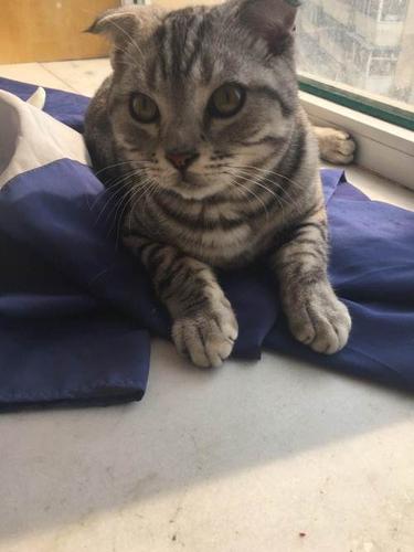 美短银斑还是折耳—长春南关区东岭南街短毛猫