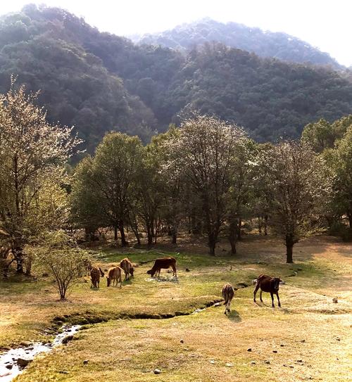 人间仙境一盈江黄草坝