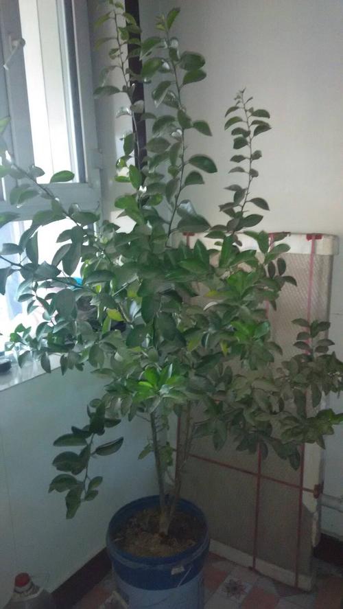 怎么修剪橘子树