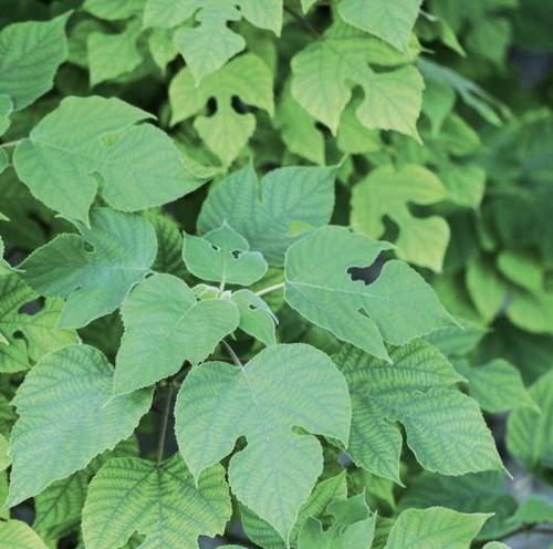 构树叶子形状像三叉戟,边缘呈锯齿形,乍一看和孙行者的猢狲相有些撞脸