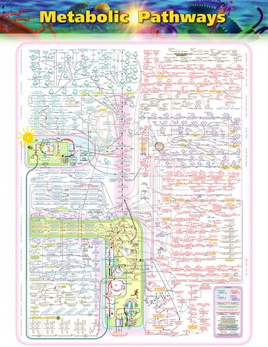 生物化学代谢全图(英文).jpg