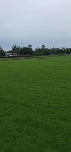 自产自销绿化草皮亩木1000亩基地欢迎考察1817.