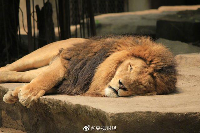 印度一动物园8头狮子确诊感染新冠病毒