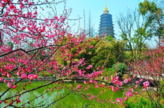 [转载]时间之外·常州红梅公园踏春纵享久违的阳光