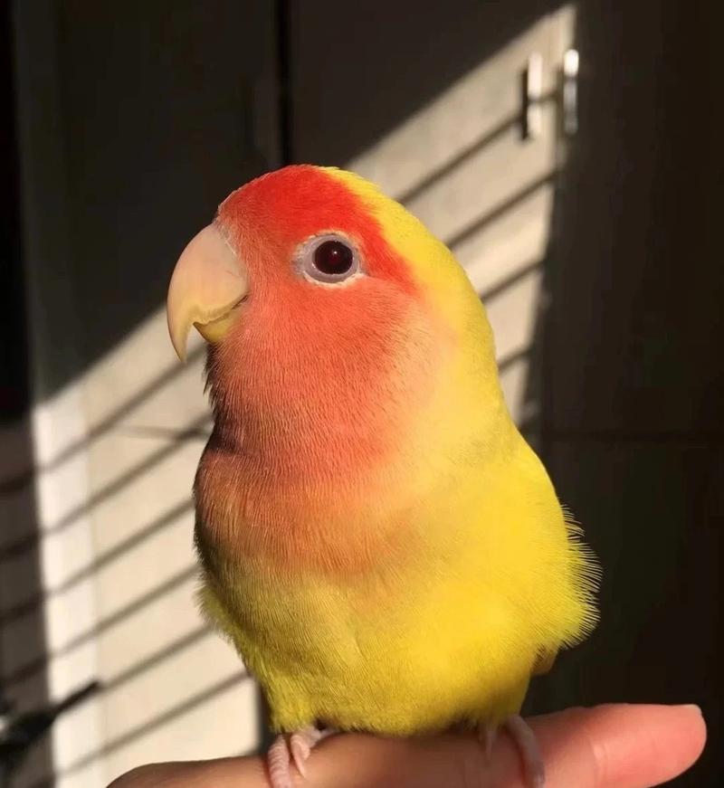 求购一只黄桃牡丹鹦鹉