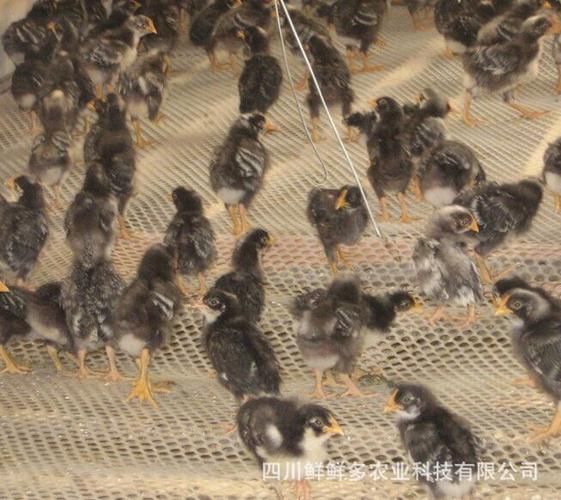 批发芦花鸡苗,黑芦花鸡苗,白芦花鸡苗,大种芦花鸡苗,脱温鸡苗