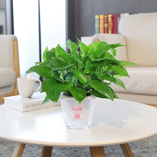 购客绿航绿萝室内小盆栽卧室净化空气水培植物吸甲醛花卉大叶绿箩