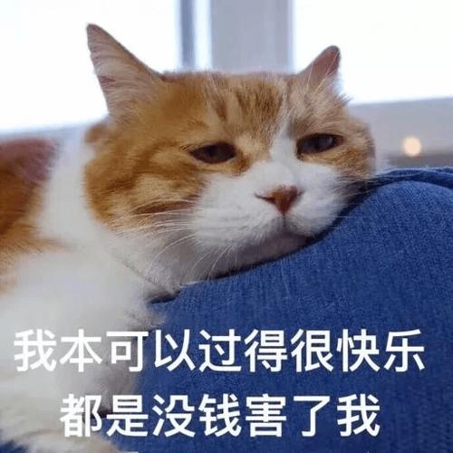 猫咪表情包