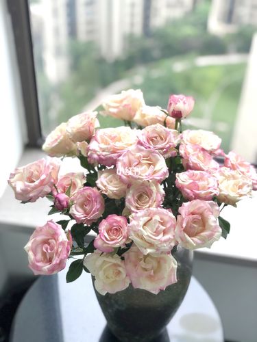 多头玫瑰·霓裳泡泡_鲜花分享_家居家装_家居装饰