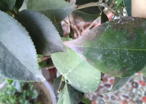 茶花叶尖焦枯,是什么原因导致的?怎么办?