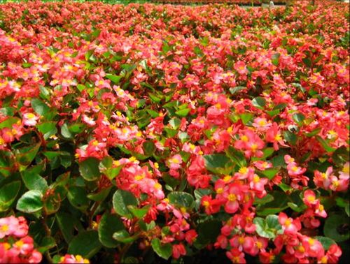 山东四季海棠批发【蜀葵的价格】求购万寿菊