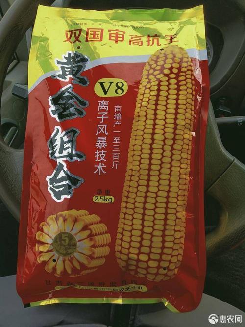 [玉米种子批发]黄金v8 棒大轴细,深马齿粒,活杆成熟不