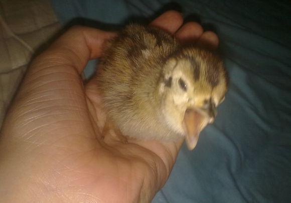 野鸡的孵化与家养鸡孵化一样为24天.