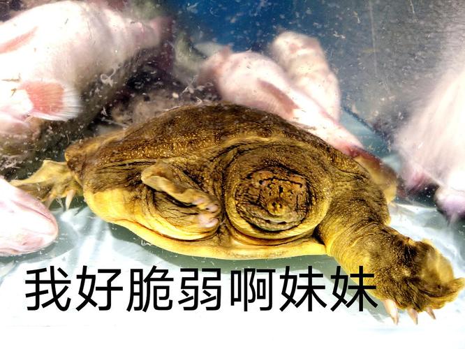 这只鳖的表情真的又丑丑的又可怜又好笑