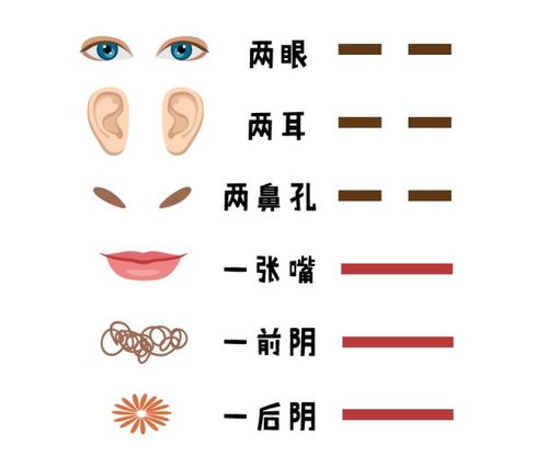 出生前是「九窍不通一窍通」,胎儿全靠一根脐带生长,其他九窍处于